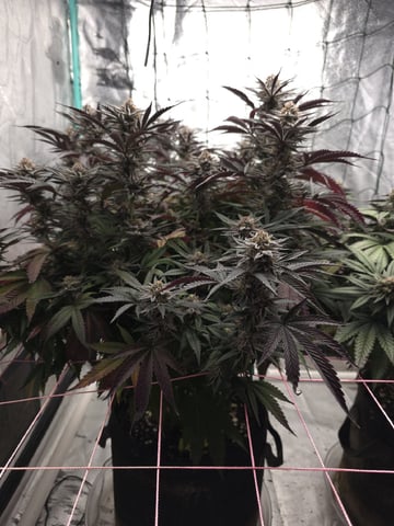 Granny Candy and PLCG — flower, day 123