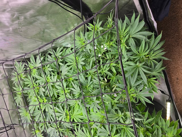 Purple Haze  — flower, day 51