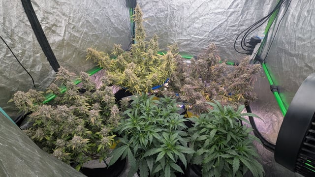 Perpetual Autoflower Mixed Grow #3 — flower, day 88