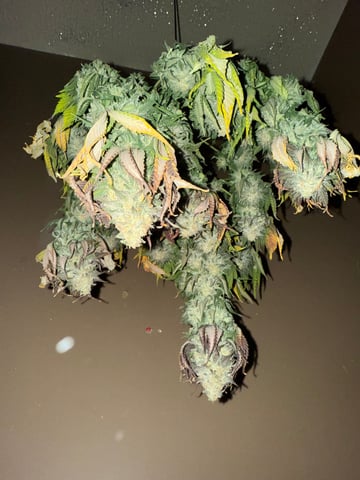 Blue Dream — harvest, day 113