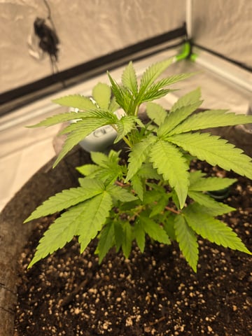 #001 - 3WOK — grow_setup, day 1