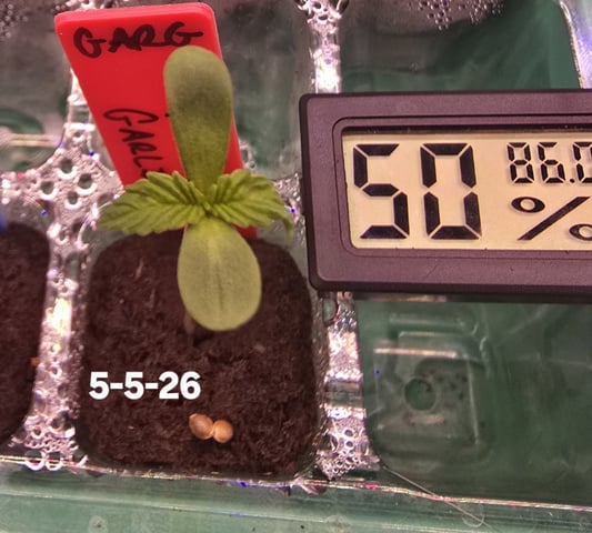 Garlic Gas - Fem Photo — seedling_rooting, day 6