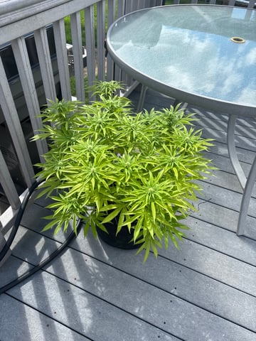 Wedding cake & Indoor Wedding Cake Clones — flower, day 28