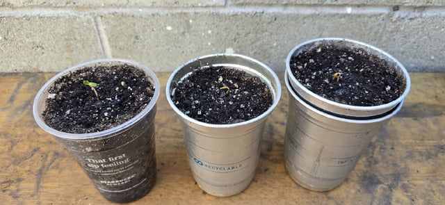 CzechsMex 2.0 — seedling_rooting, day 3