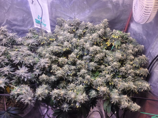 4th Grow — flower, day 7