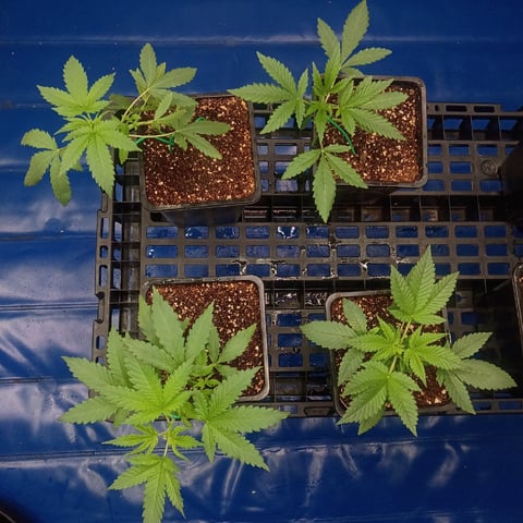 Third Grow — vegetative, day 28