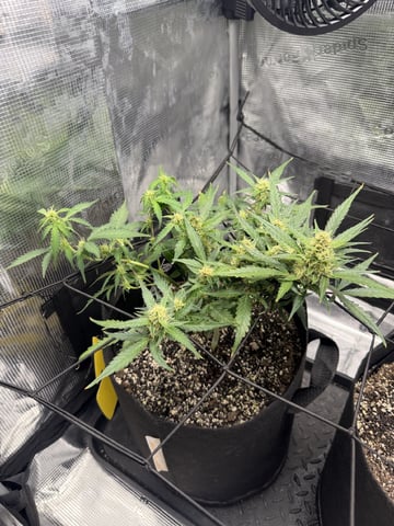 Gorilla Cookies — 1st Grow — flower, day 69