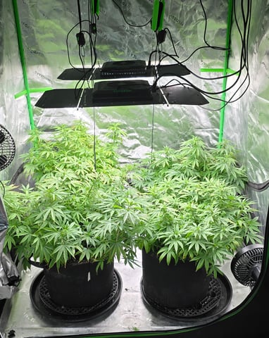 This grow may be interesting! — flower, day 117