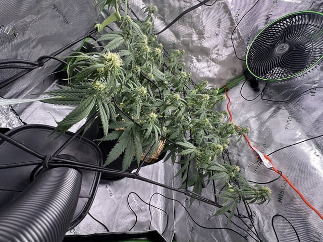 Pine (Auto) 2025 - 0 — flower, day 62