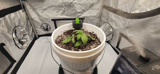 1st grow Dr. Nefario — vegetative, day 19