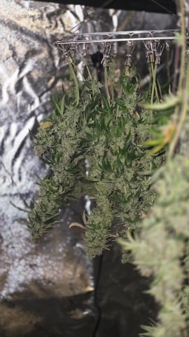 strawberry ghost and death breath