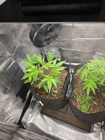 My first batch of medication — vegetative, day 47