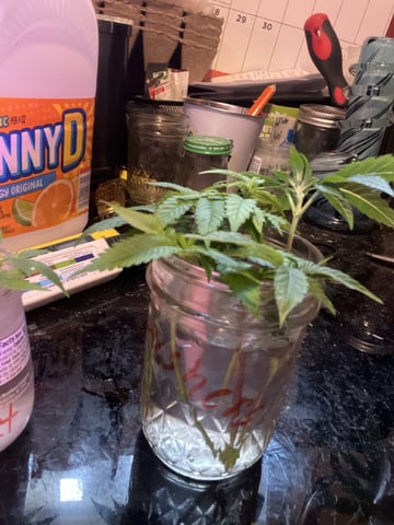 Gushers — vegetative, day 89