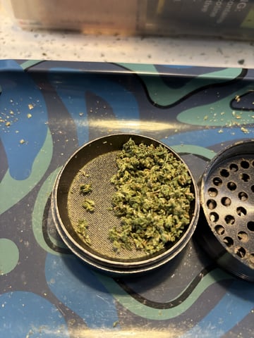 3 seeds  — harvest, day 98