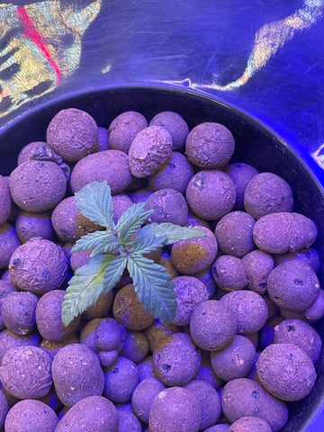1st Ever Grow (Fat Bastard)(RDWC)  — seedling_rooting, day 18