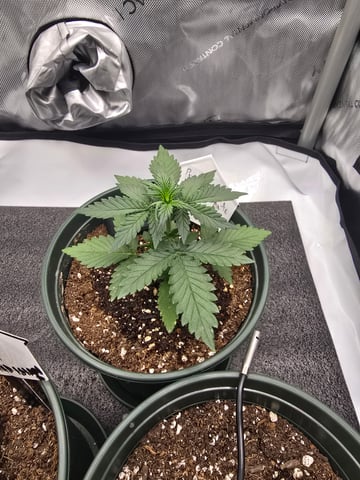 Fast Buds - Purp Lemonade — vegetative, day 22
