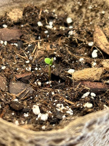 First ever grow — seedling_rooting, day 7