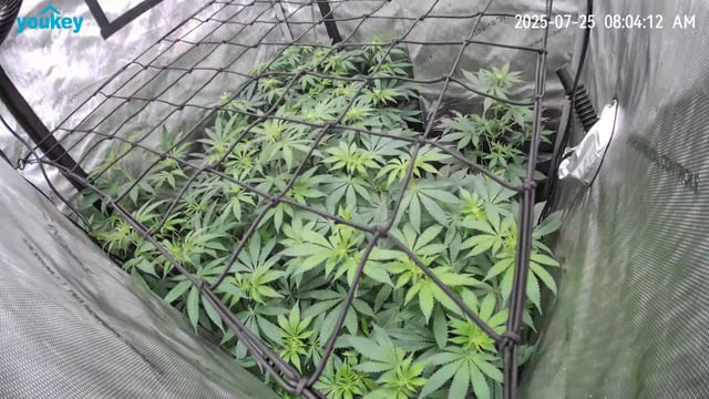 Purple Haze  — flower, day 61