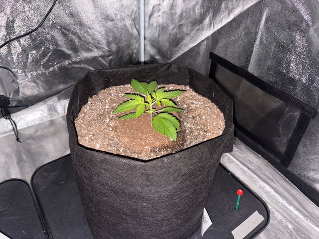Grow Shed Grow #1 — vegetative, day 17