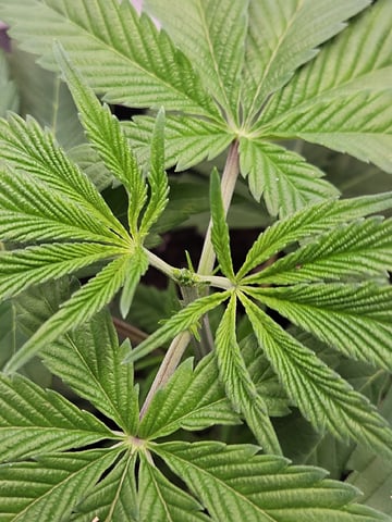 Bruce Banner #4  — vegetative, day 40