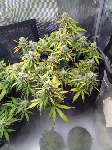 Next Attempt  — flower, day 71