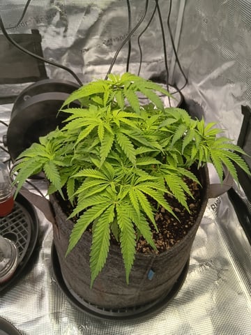 Master Kush — vegetative, day 36