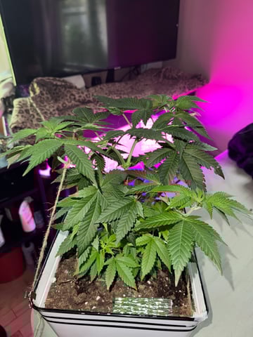 OG Kush — vegetative, day 3