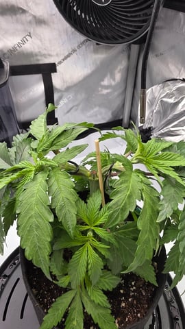 ethos genetics  — vegetative, day 35