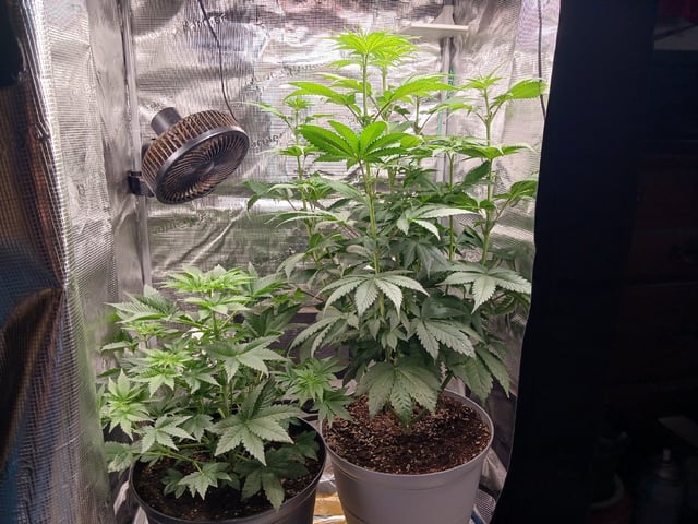 Gorilla Sherbert Feminized From Blimburn Seeds 