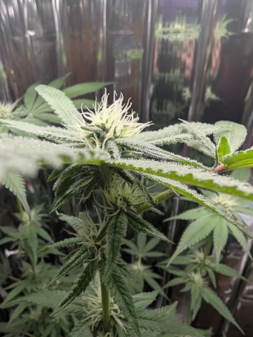 B E A utiful  — flower, day 84