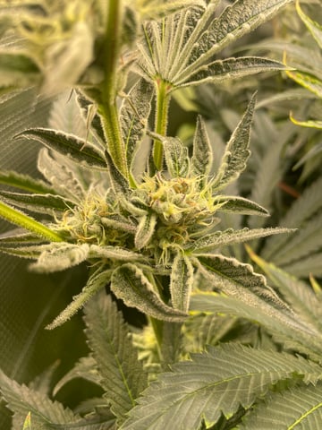 Mainely Organic Mix — flower, day 54