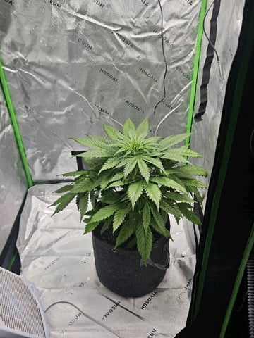 Gorilla Z auto — flower, day 52