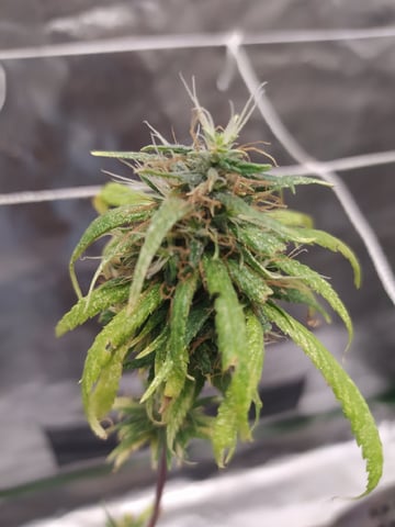 Pren seeds from brazil — flower, day 54