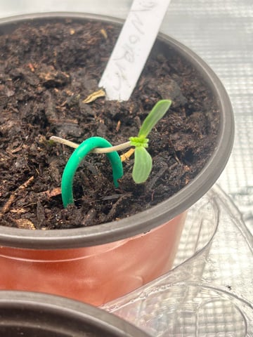 2025-26 harvest INDOOR — seedling_rooting, day 35