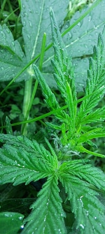 First Grow with the new setup  — vegetative, day 30