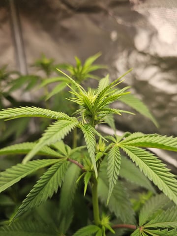 Jenny Kush photoperiod — flower, day 98