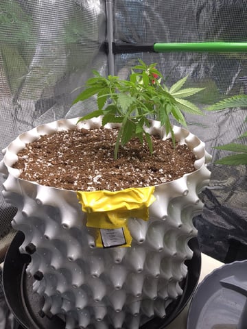 Candy,Punch,Lobsta — vegetative, day 13