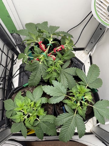 Midsummer Outdoor — vegetative, day 20