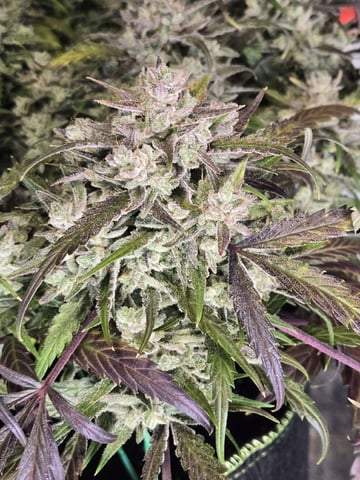 GDP auto 3X5 tent — flower, day 99