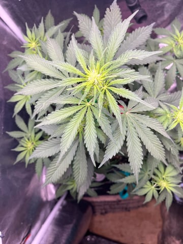 Aeque Genetics  — flower, day 1