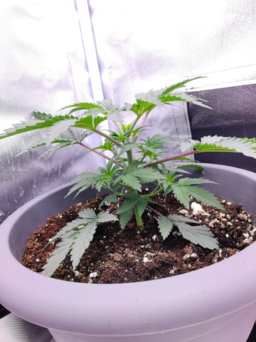 First grow in first set up — vegetative, day 43