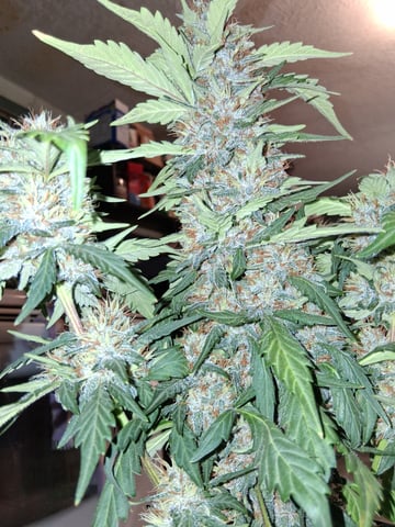 Lemon Cherry Cookies, Purple Haze and Strawberry Gorilla Grows — flower, day 11