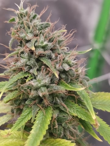 Pren seeds from brazil — flower, day 54