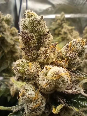 Wizard Punch first grow  — flower, day 119