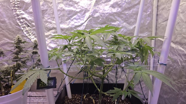 first grow adventure  — flower, day 62