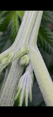 indoor tent  — flower, day 29