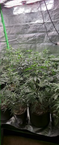 DeathStar, Grease Monkey, Goat Latto, Northern Lights — vegetative, day 63