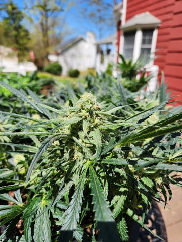 Autoflower grow. my first grow  — flower, day 57