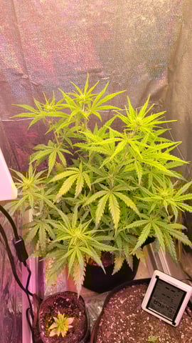 Third Grow ever, FastBuds Autos. — flower, day 20