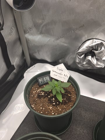 Fast Buds - Purp Lemonade — vegetative, day 16